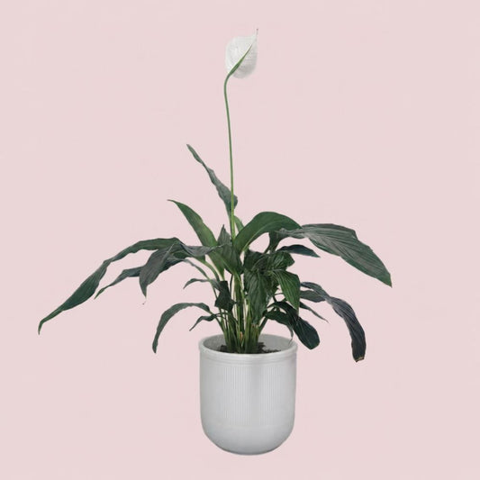 Peace Lily Plant + Pot